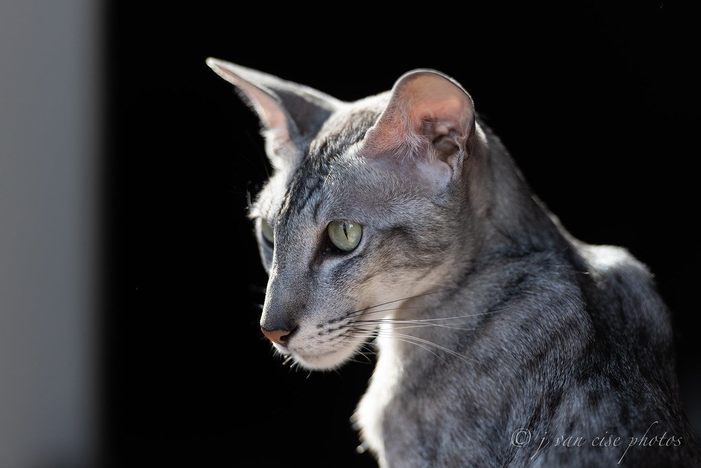 Athletes of the Cat World — 8 Breeds That Love to Climb, Leap, and Race