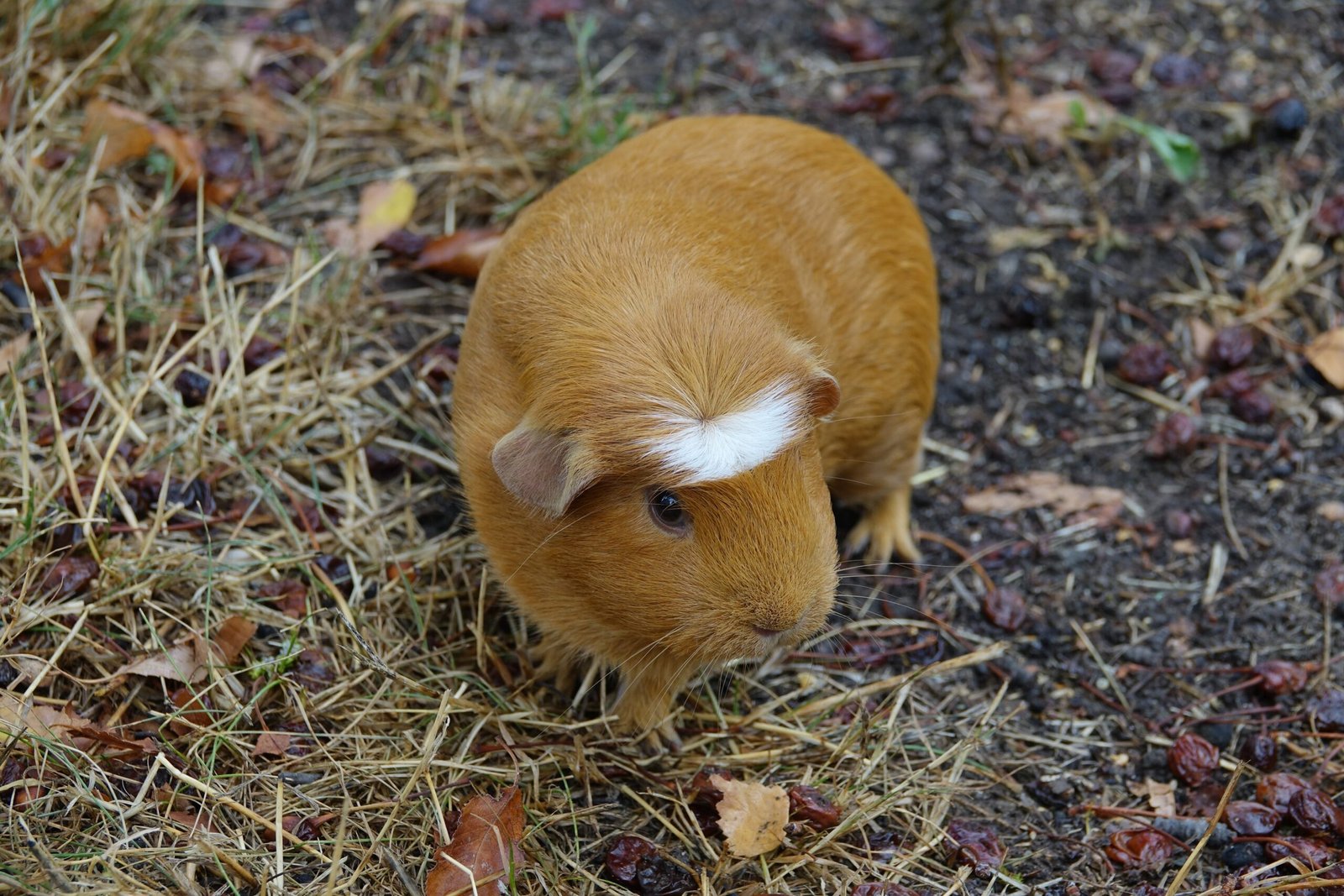Guinea Pigs: The Chatty Roommates You Never Knew You Needed (image credits: wikimedia)