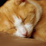 10 Small Pets That Are Great for Apartments (Cats Included!)