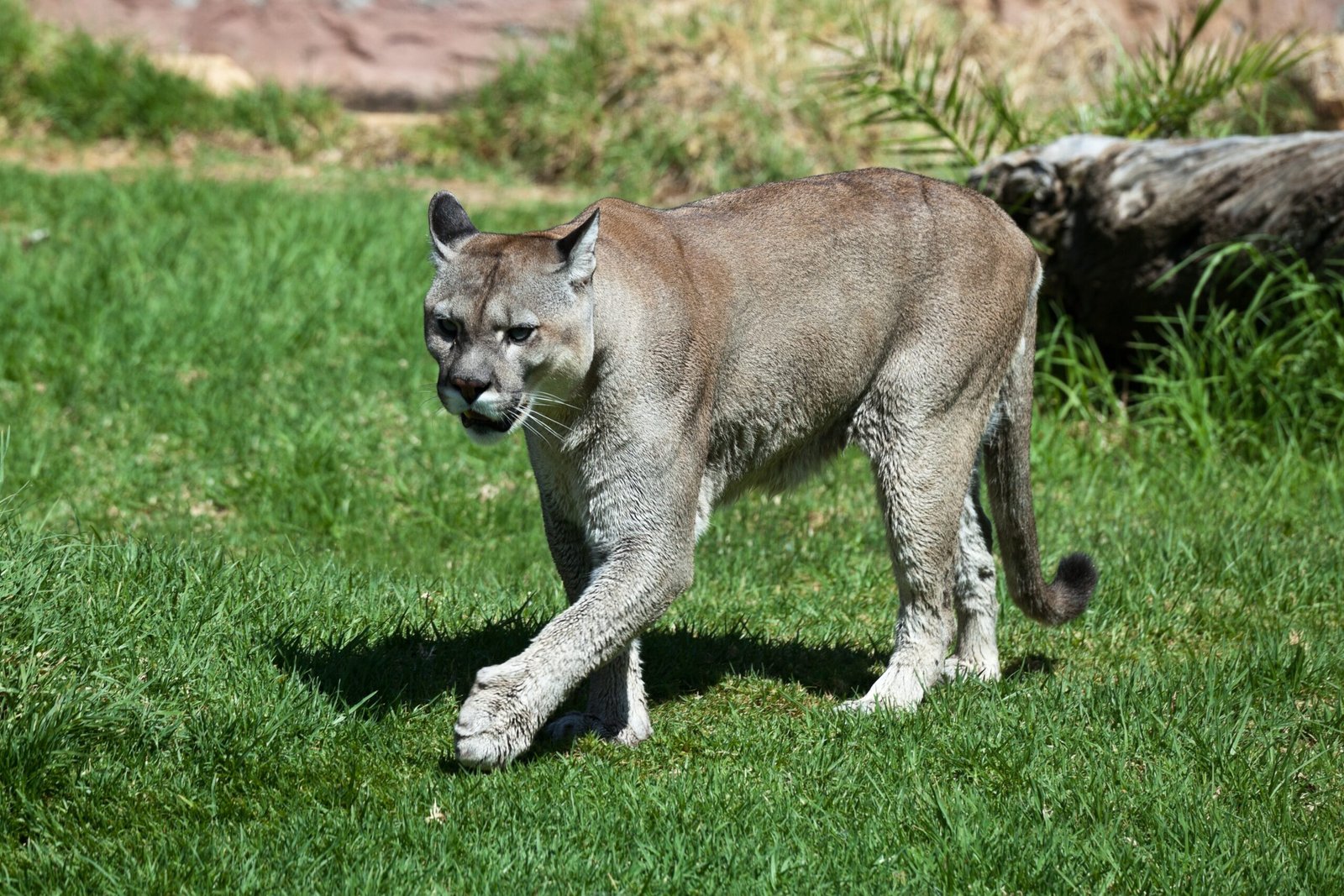 Mountain Lions Can Survive in More Habitats Than Any Other Wild Cat (image credits: wikimedia)