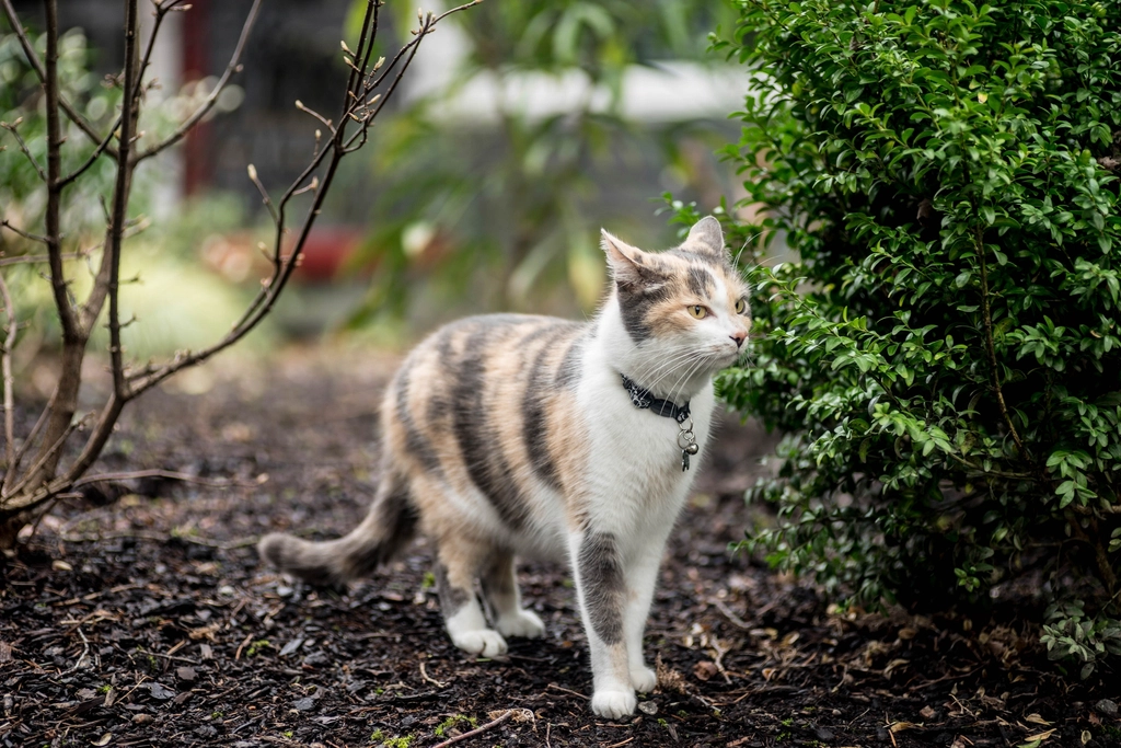 The Catnip Herb Garden (image credits: rawpixel)