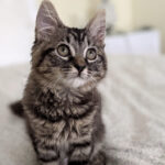 Purring With Joy — 12 Ways to Make Life Better for Your Cat