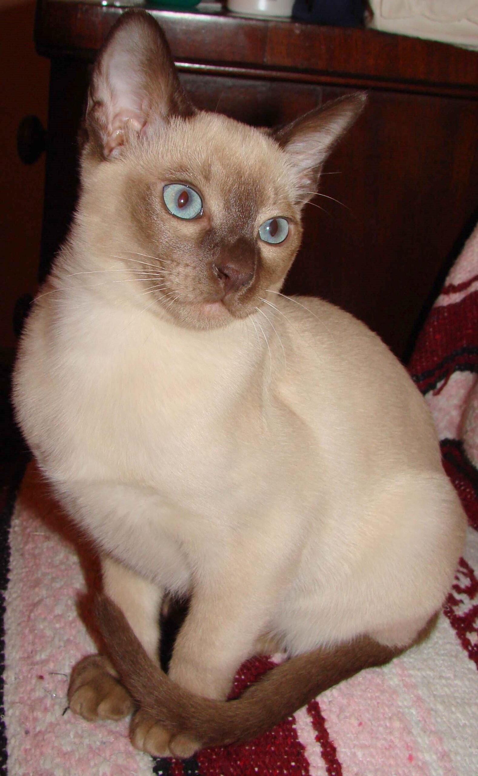 Tonkinese Cats — The Moderate Chatterers (image credits: wikimedia)