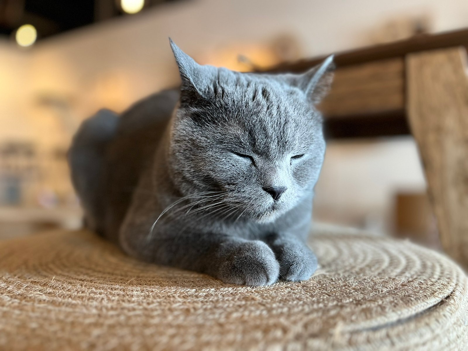 British Shorthair Cats — The Strong Silent Types (image credits: wikimedia)