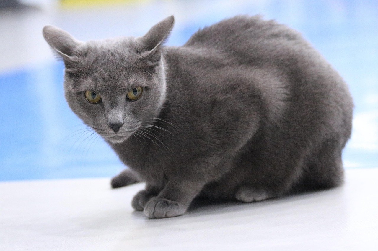 From Talkative to Silent — 9 Cat Breeds Ranked by How Much They "Chat"