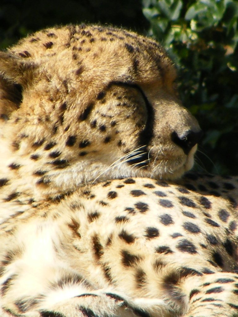 Leopards: Reluctant but Capable Water Cats (image credits: flickr)