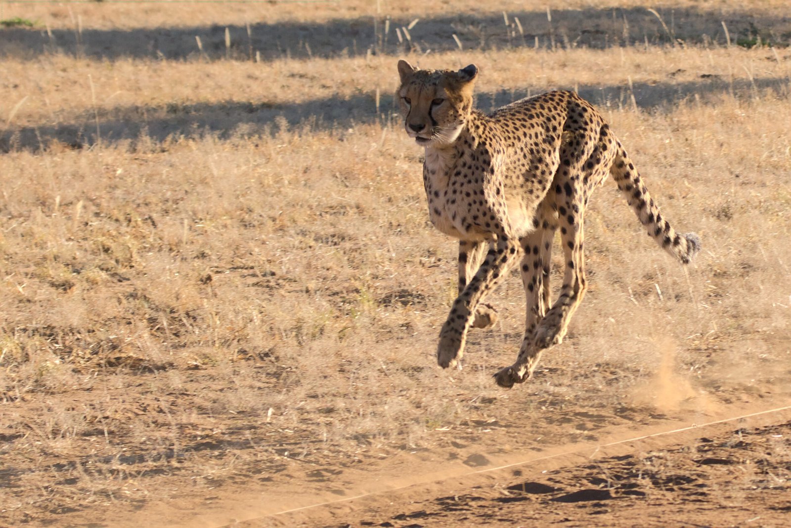 Cheetahs: Built for Speed, Not Swimming (image credits: wikimedia)