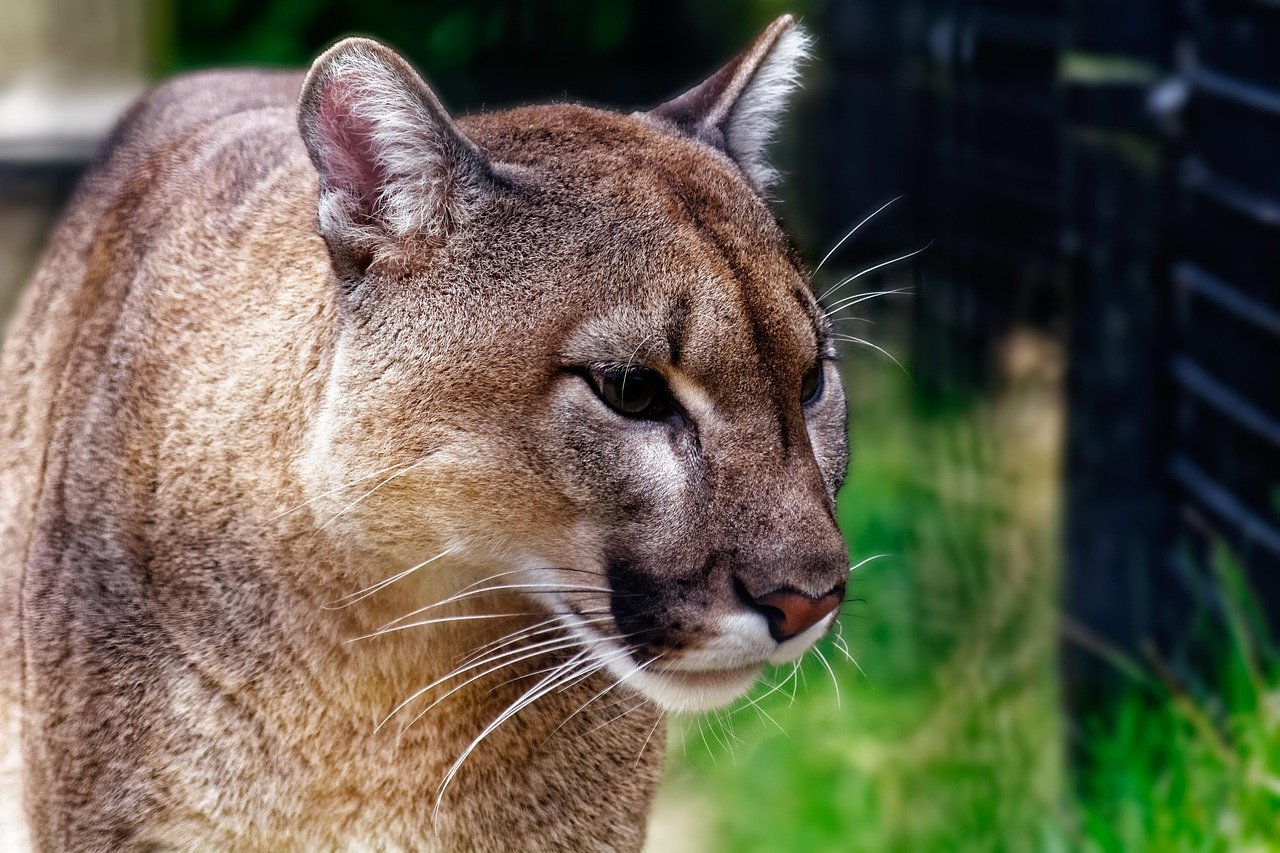 Cougars: Surprisingly Good Swimmers When They Need to Be (image credits: pixabay)