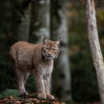 Lynx: Cold-Weather Cats Who Keep Their Distance