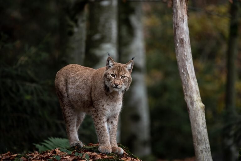 Lynx: Cold-Weather Cats Who Keep Their Distance