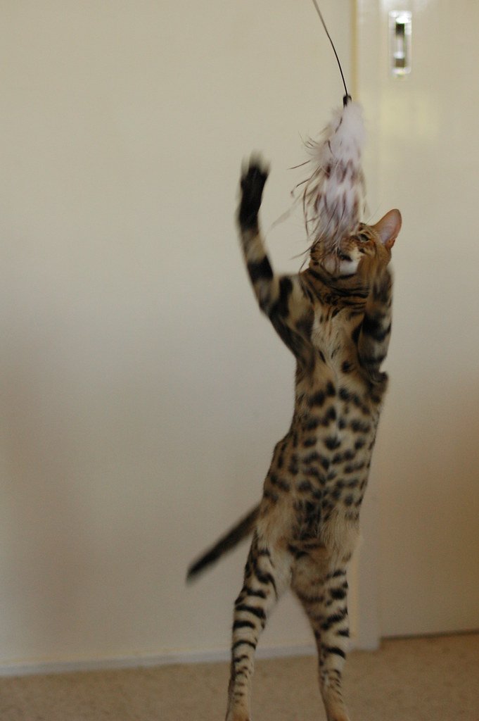 Territorial Marking Beyond the Litter Box (image credits: flickr)