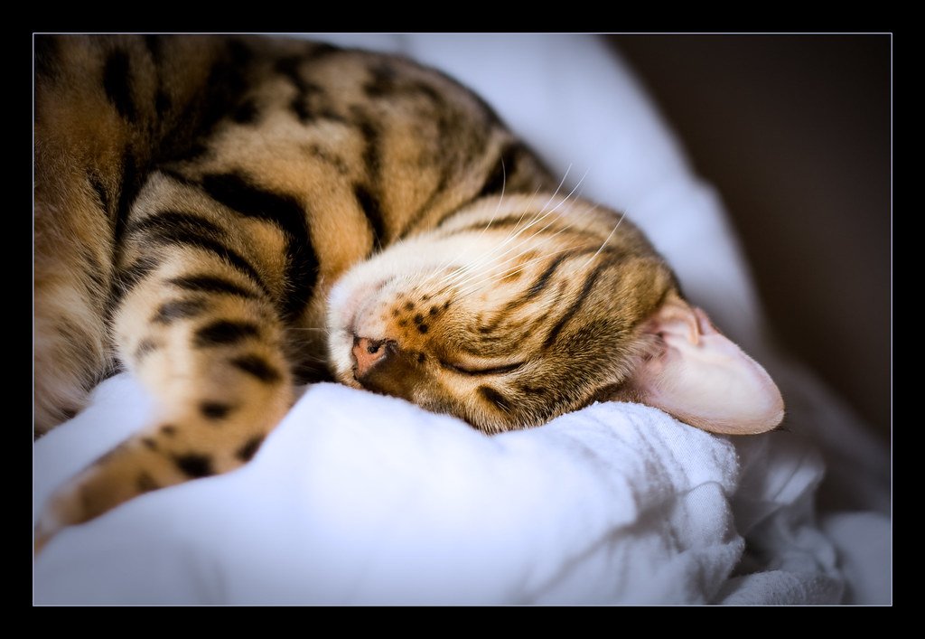 Sleep Patterns That Follow Ancient Rhythms