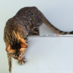 The Bengal's Wild DNA — What Makes This Breed So Energetic