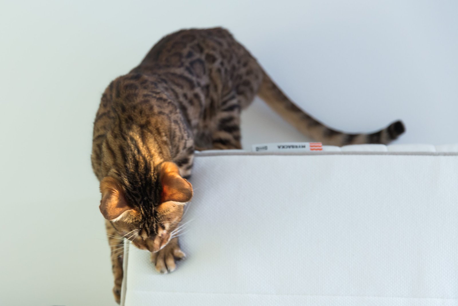 The Bengal's Wild DNA — What Makes This Breed So Energetic