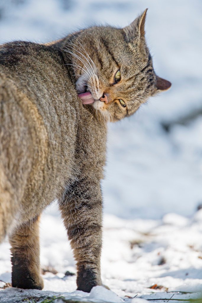 Routine Grooming Assistance (image credits: flickr)