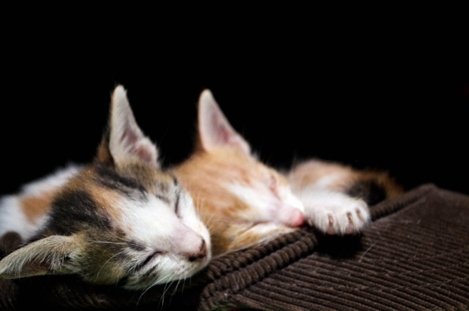 The Goodnight Tuck-In (image credits: wikimedia)