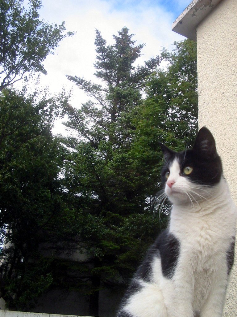 Conclusion: Understanding Your Cat's Inner Hunter (image credits: flickr)