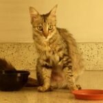 The Psychology of Cat Play — Why Some Toys Trigger Joy, Others Stress