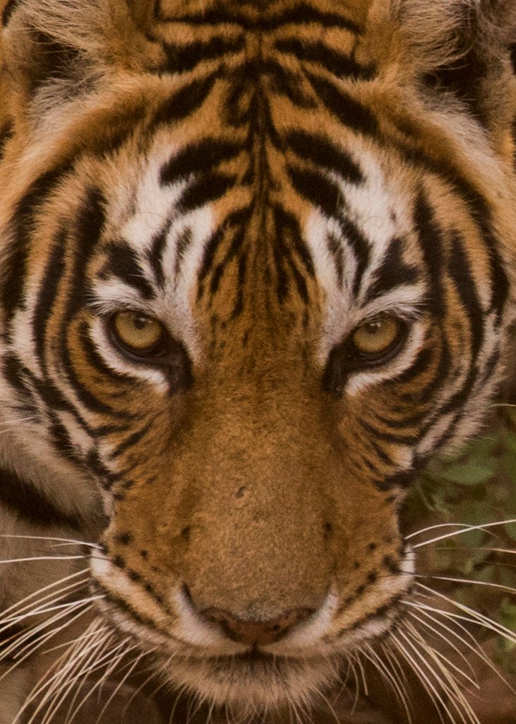 The Perfect Predator's Future (image credits: flickr)