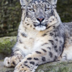 Inside the Mind of a Leopard — How Solitary Hunters Strategize in Silence