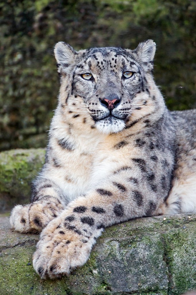 Inside the Mind of a Leopard — How Solitary Hunters Strategize in Silence
