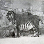 Why Some Tigers Thrive in Captivity — And Others Break Down