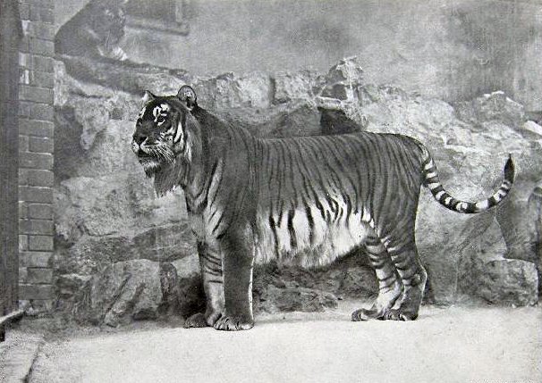 Why Some Tigers Thrive in Captivity — And Others Break Down