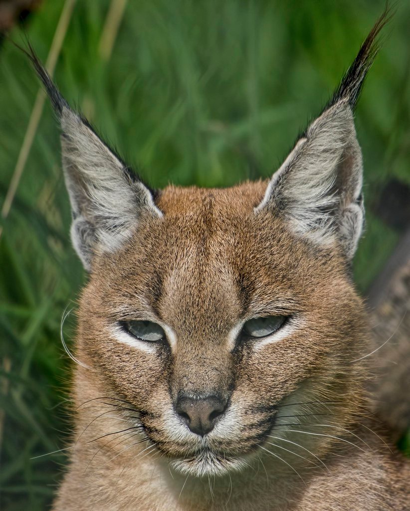 Caracals and Territorial Grief (image credits: flickr)