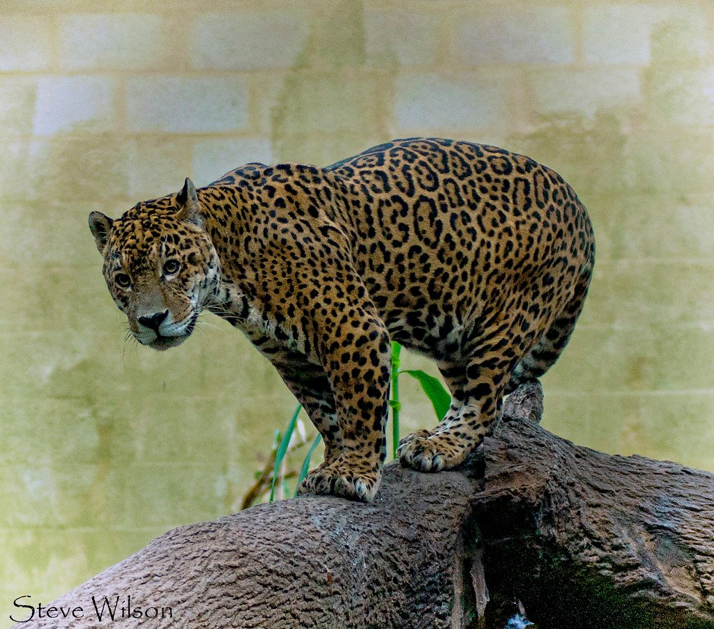 The Sacred Hunter of Ancient Mesoamerica (image credits: flickr)