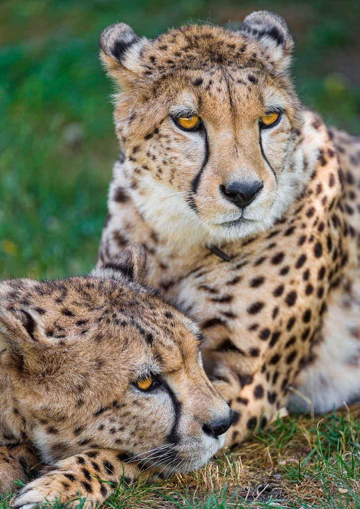 Can Big Cats Feel Grief? What Conservationists Have Seen in the Wild