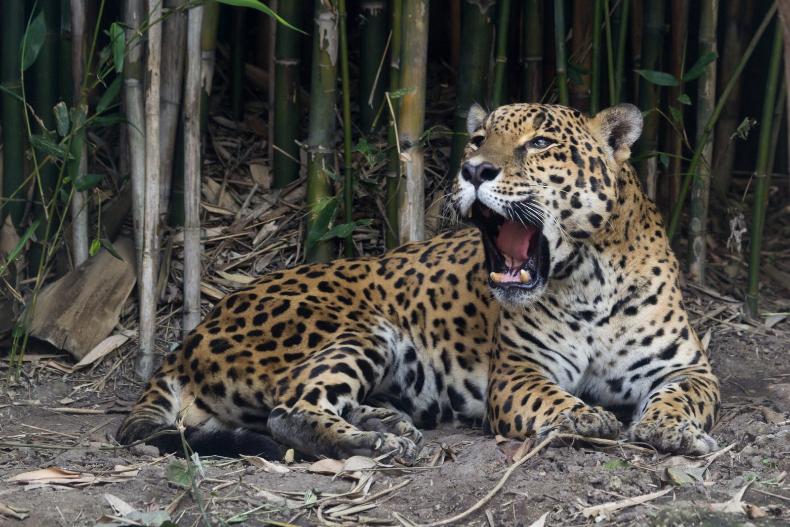 Ecotourism and Economic Value (image credits: wikimedia)