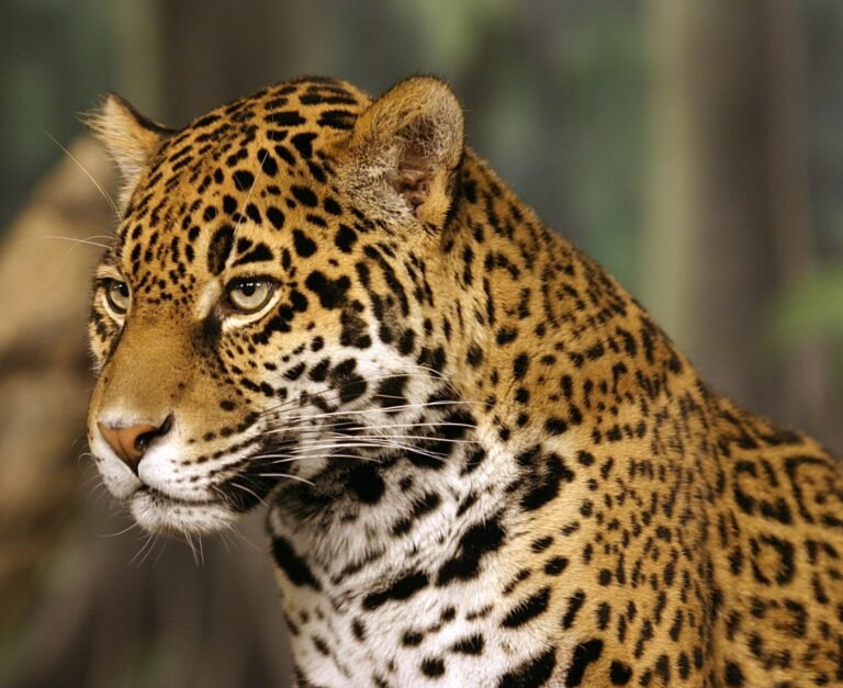 The Cultural History of Jaguars — From Aztec Myth to Modern Symbol
