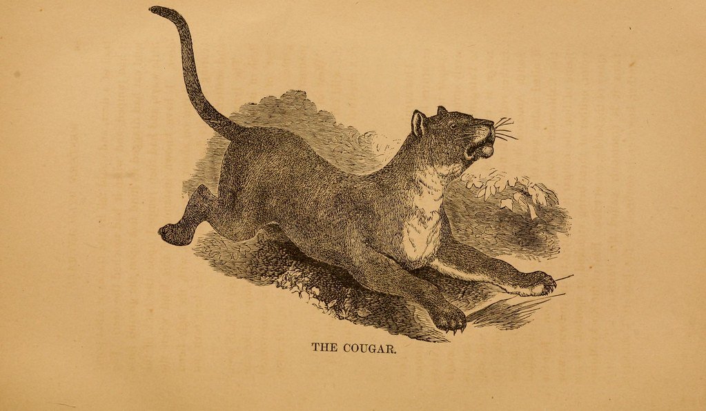 Pumas Pushed to the Brink (image credits: flickr)