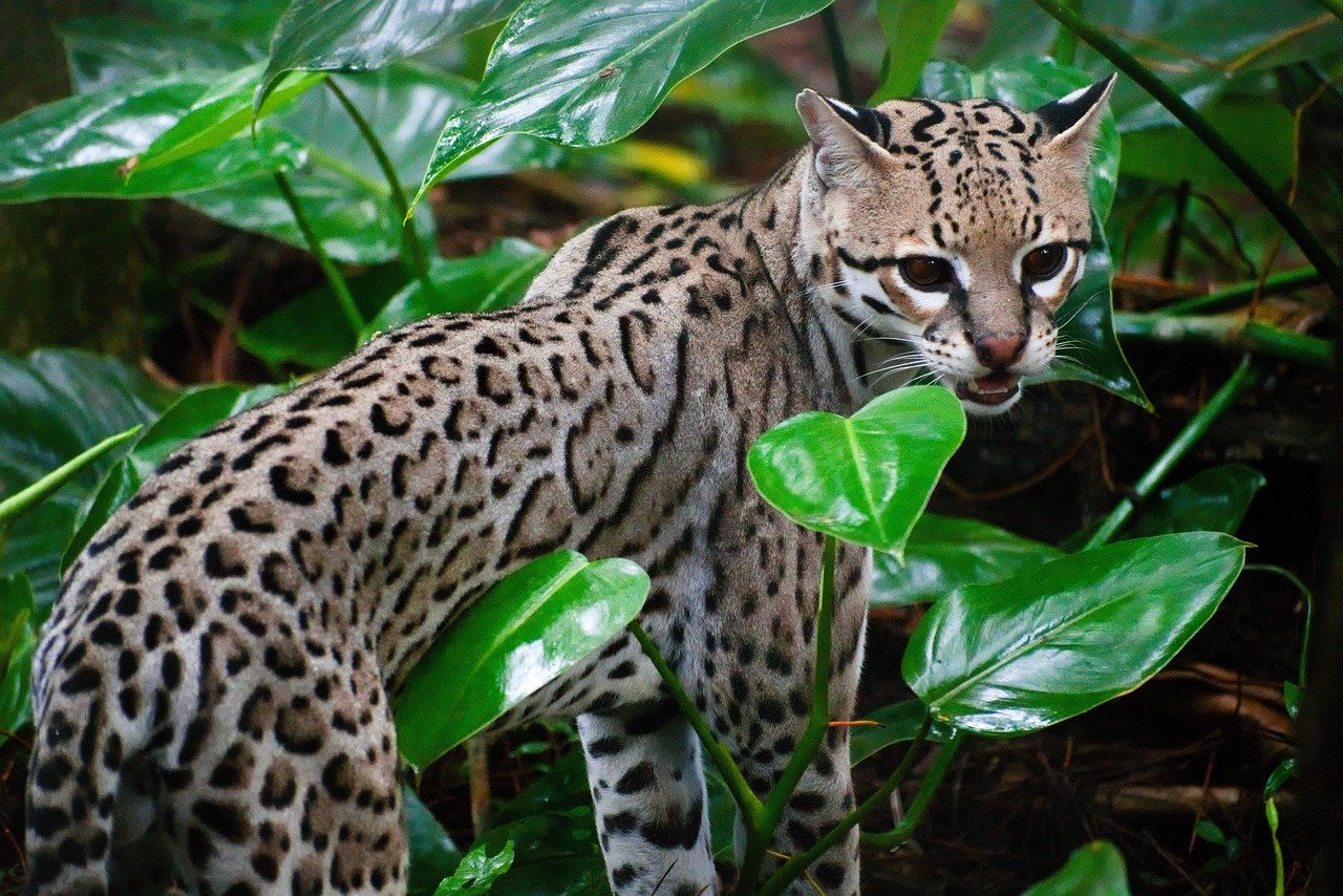 Ocelots Operating in Overtime (image credits: pixabay)