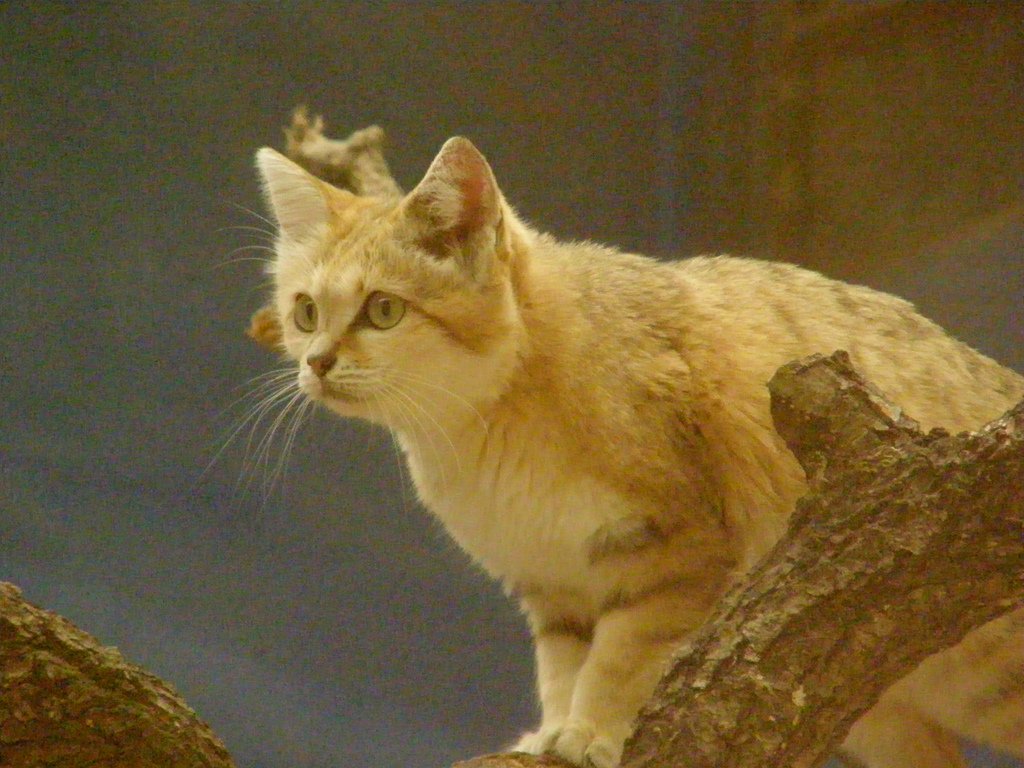 Sand Cats Surviving Desert Chaos (image credits: wikimedia)