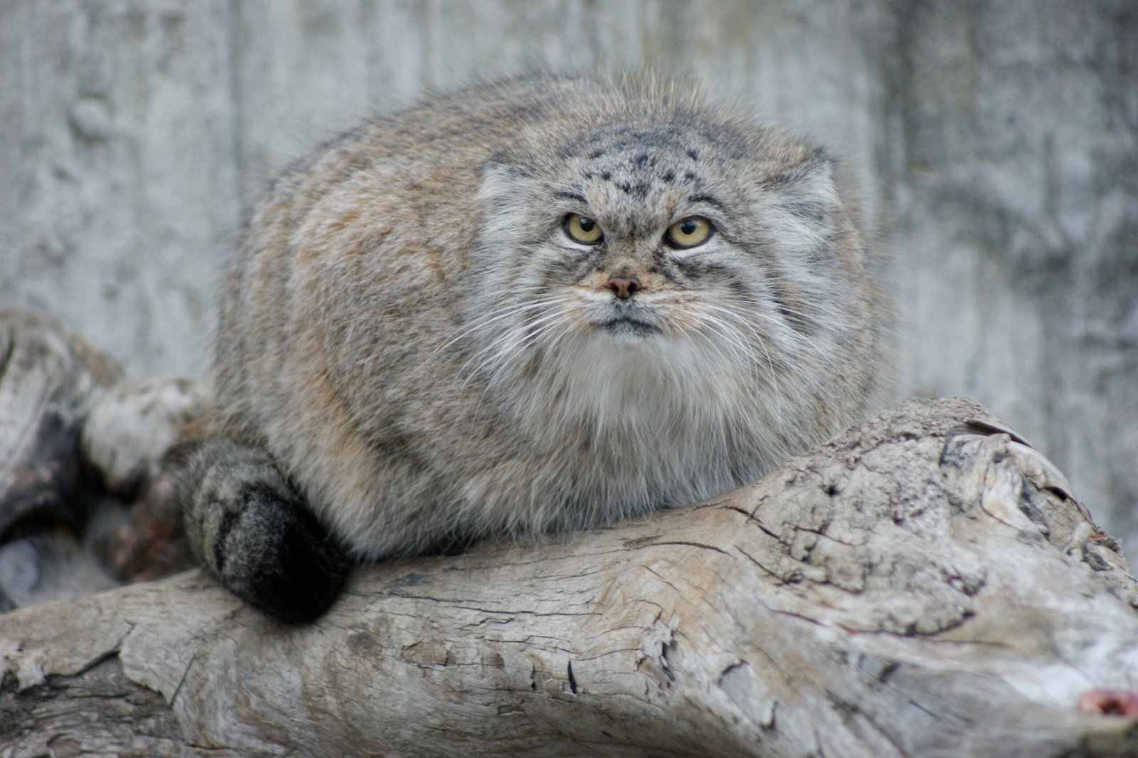 Manuls Mastering New Territories (image credits: wikimedia)