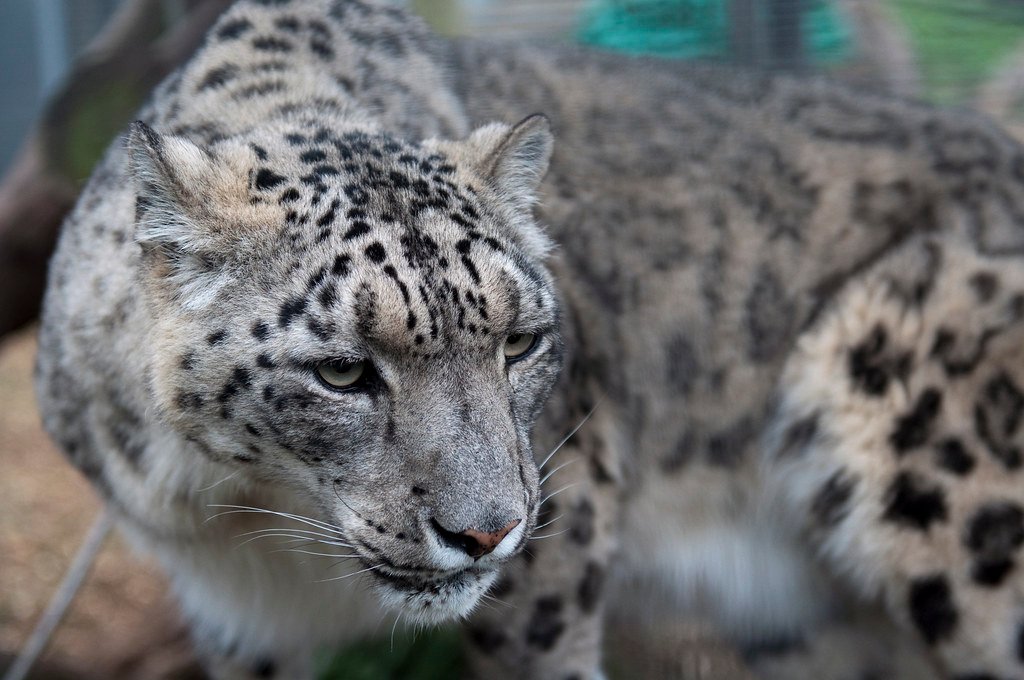 Conclusion: The New Wild (image credits: flickr)