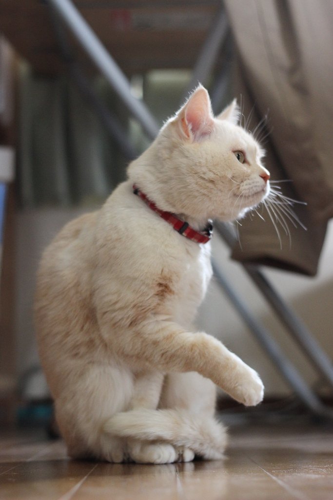 Stress-Free Grooming Routine (image credits: flickr)
