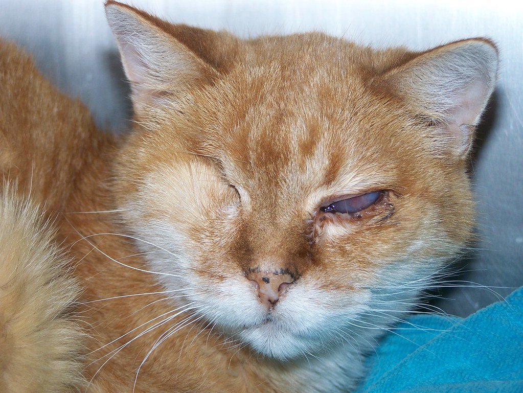 Natural Therapy Cats (image credits: flickr)