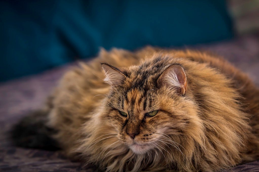 The Missing Link Between Wild and Domestic (image credits: flickr)