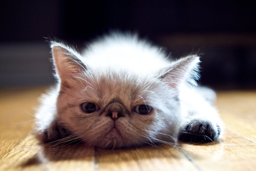 The Plush Toy Come to Life (image credits: flickr)