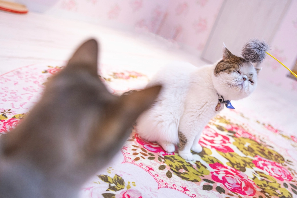 The Celebrity Cat Effect (image credits: rawpixel)