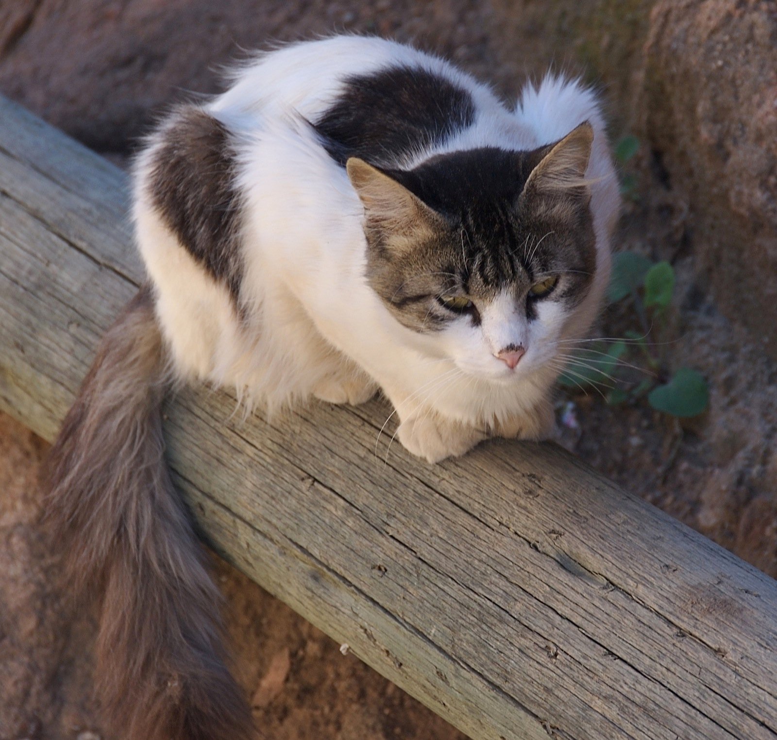 Future of Feline Fame (image credits: wikimedia)