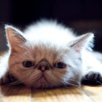 From Street Cat to Superstar — How the Exotic Shorthair Won the Internet