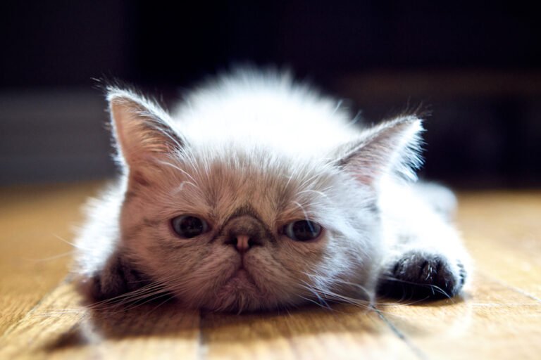 From Street Cat to Superstar — How the Exotic Shorthair Won the Internet