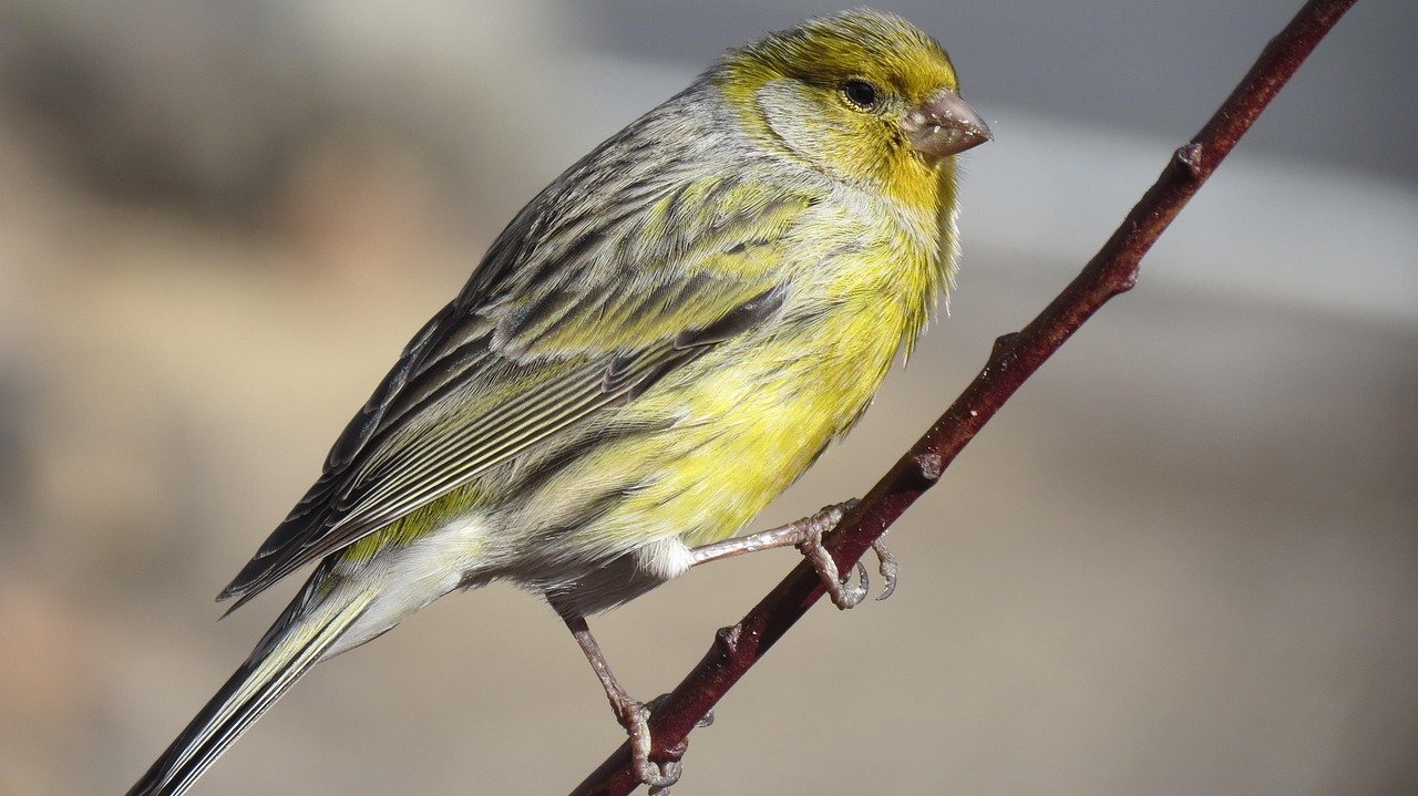 The Feathered Therapist: Canaries and Their Healing Songs (image credits: pixabay)