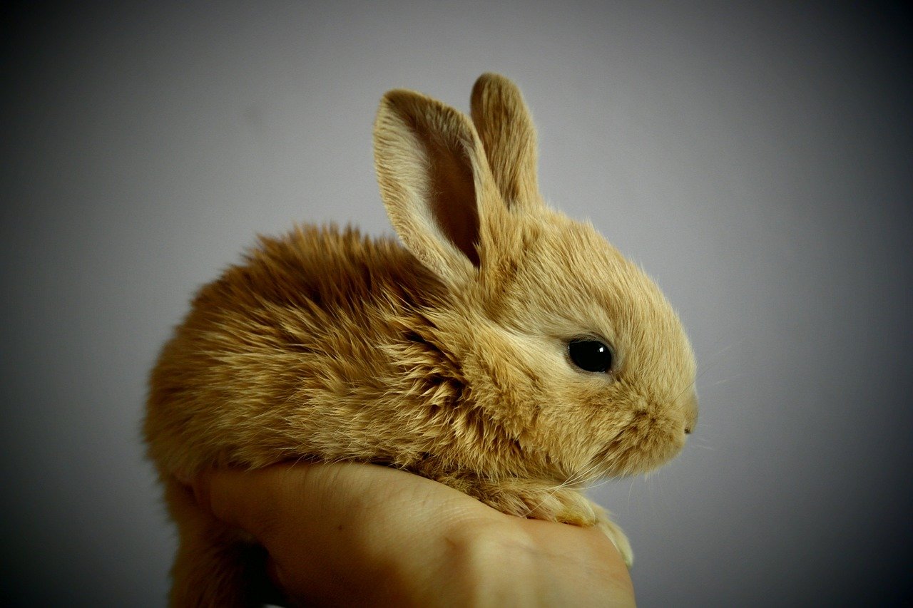 Bouncing Bunnies: The Unexpected Anxiety Busters (image credits: pixabay)