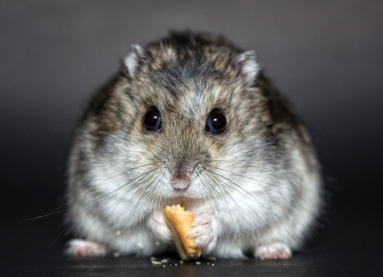 Hamster Wheels and Healing: The Joy of Tiny Companions (image credits: pixabay)