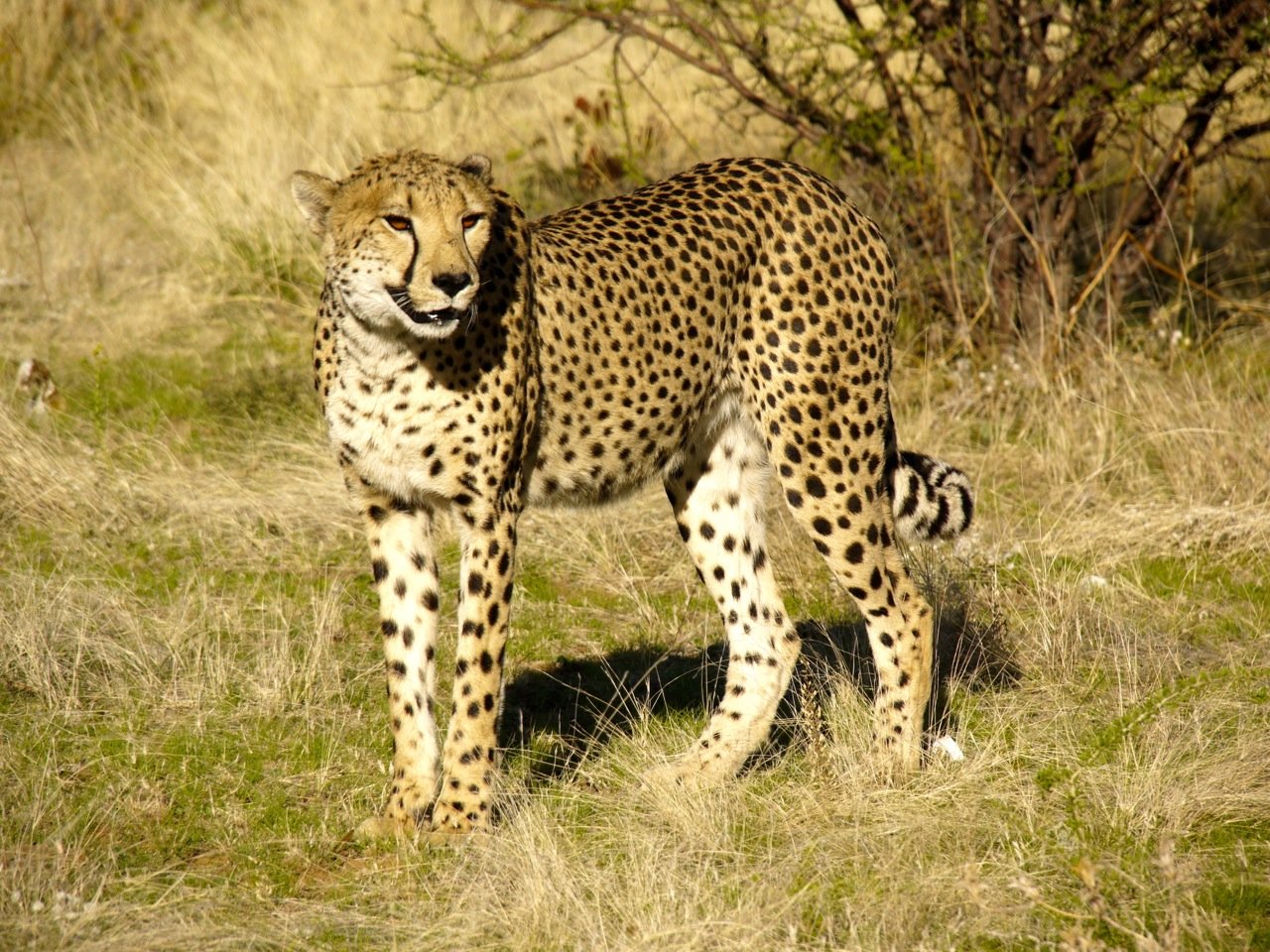 The Cheetah: Sprinting Across Scorching Plains (image credits: wikimedia)