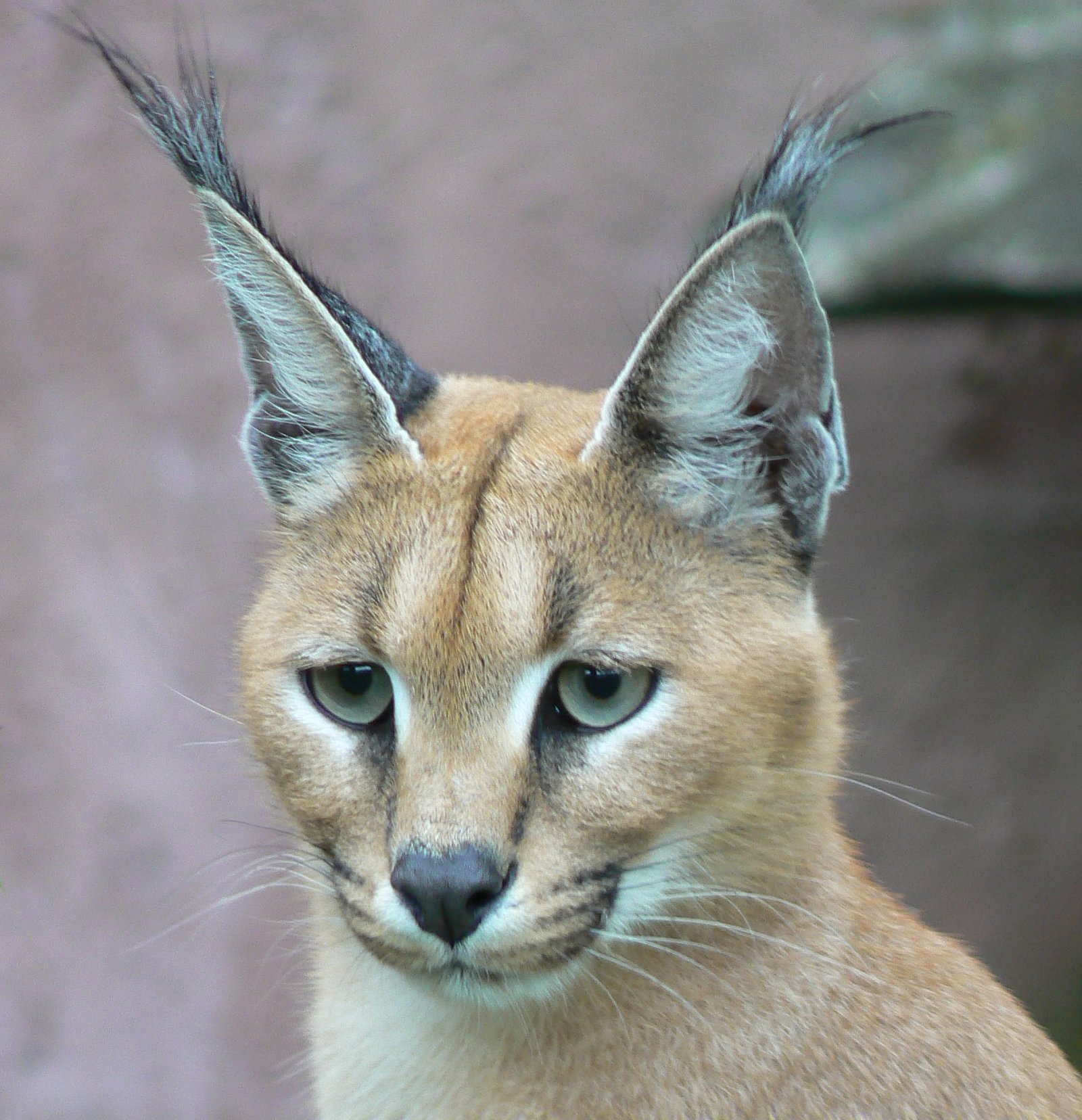 The Caracal: Desert Acrobat with Giant Ears (image credits: wikimedia)